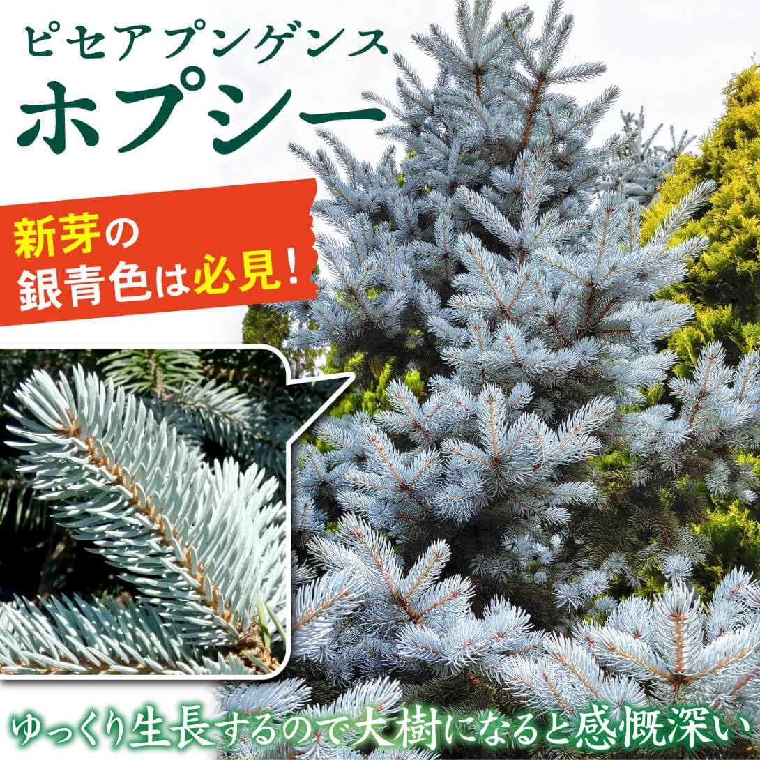 Amazon.co.jp: 花木苗 ピセアプンゲンスホプシー 1株 / 国華園 25年秋